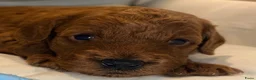 Dwergpoedel honden te koop: 🐾 Te koop: 2 prachtige dwergpoedel puppy’s 🐾 - Advertentie 5