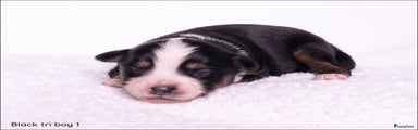 Australian Shepherd Puppy 1