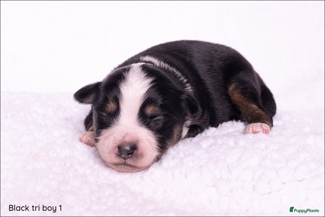 Australian Shepherd honden te koop: Mini Australian shepherd pups (MAS) - Advertentie 8