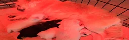 Chihuahua honden te koop: Mooie chihuahua pups - Advertentie 7