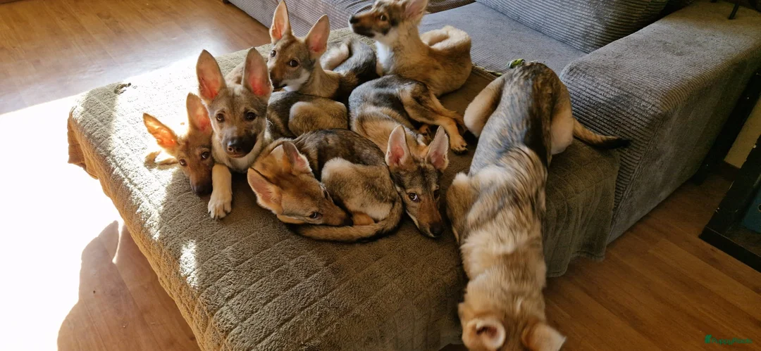 Kruising honden te koop: Tsjechoslowaakse Wolfhond x Tervuerense Herdertjes - Advertentie 3