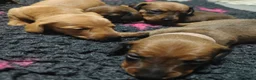 Teckel (korthaar)  honden te koop: Dwergteckel pups. Beide ouders aanwezig.  - Advertentie 4