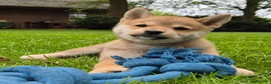 Kruising Puppy 2