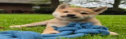 Kruising honden te koop: Shiba inu pups 8 weken (kwart pomeriaan) - Advertentie 7