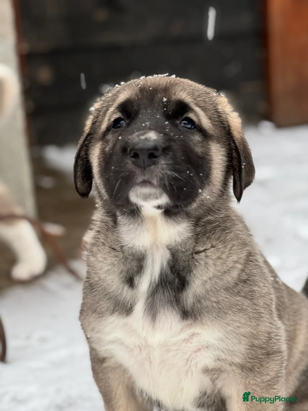 Alabai honden te koop: Prachtige Alabai - Central Asian Ovcharka teef  - Advertentie 6