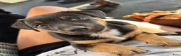 Jack Russel Terriër honden te koop: 5 lieve jack Russell puppy’s  - Advertentie 6
