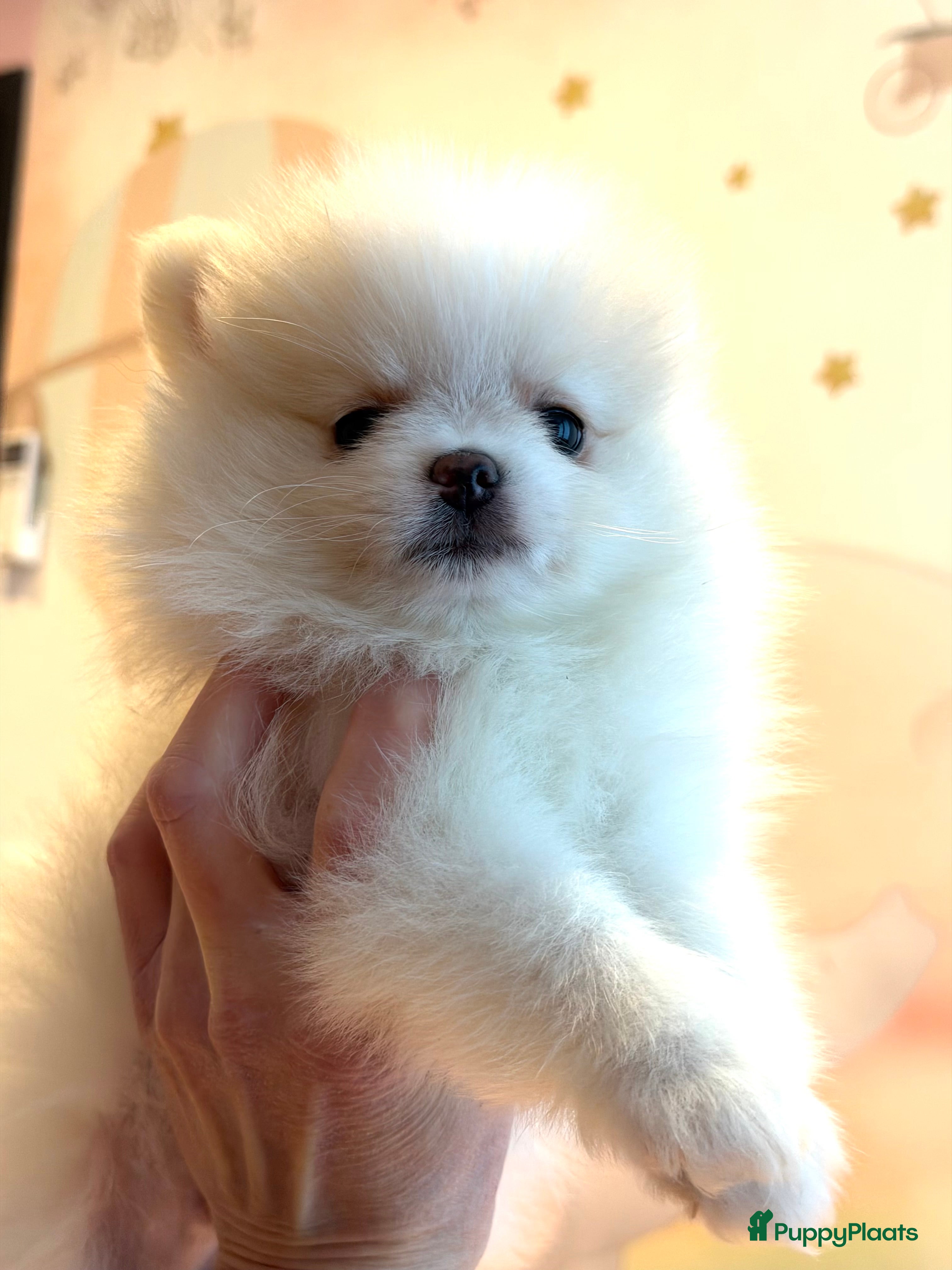 Pomeriaan honden Prachtige raszuivere pomeriaan pomeranian pups - Advertentie 1