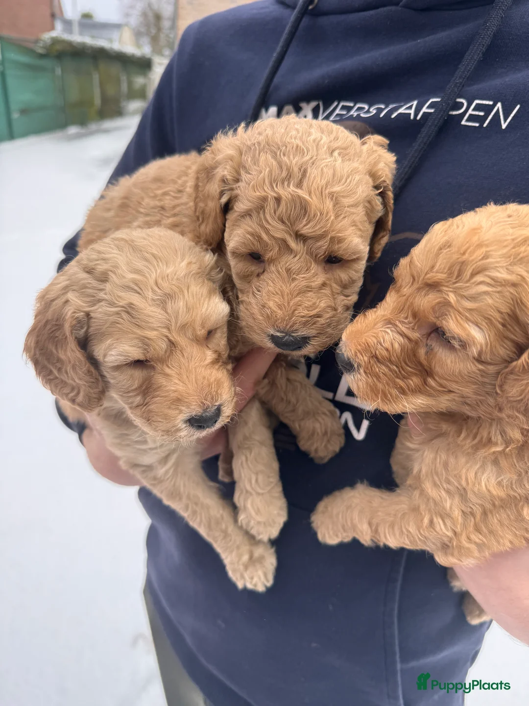 Labradoodle honden te koop: Labradoodle pups - Advertentie 14