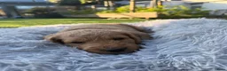 Kruising honden te koop: (Australian) Labradoodle pups - Advertentie 6