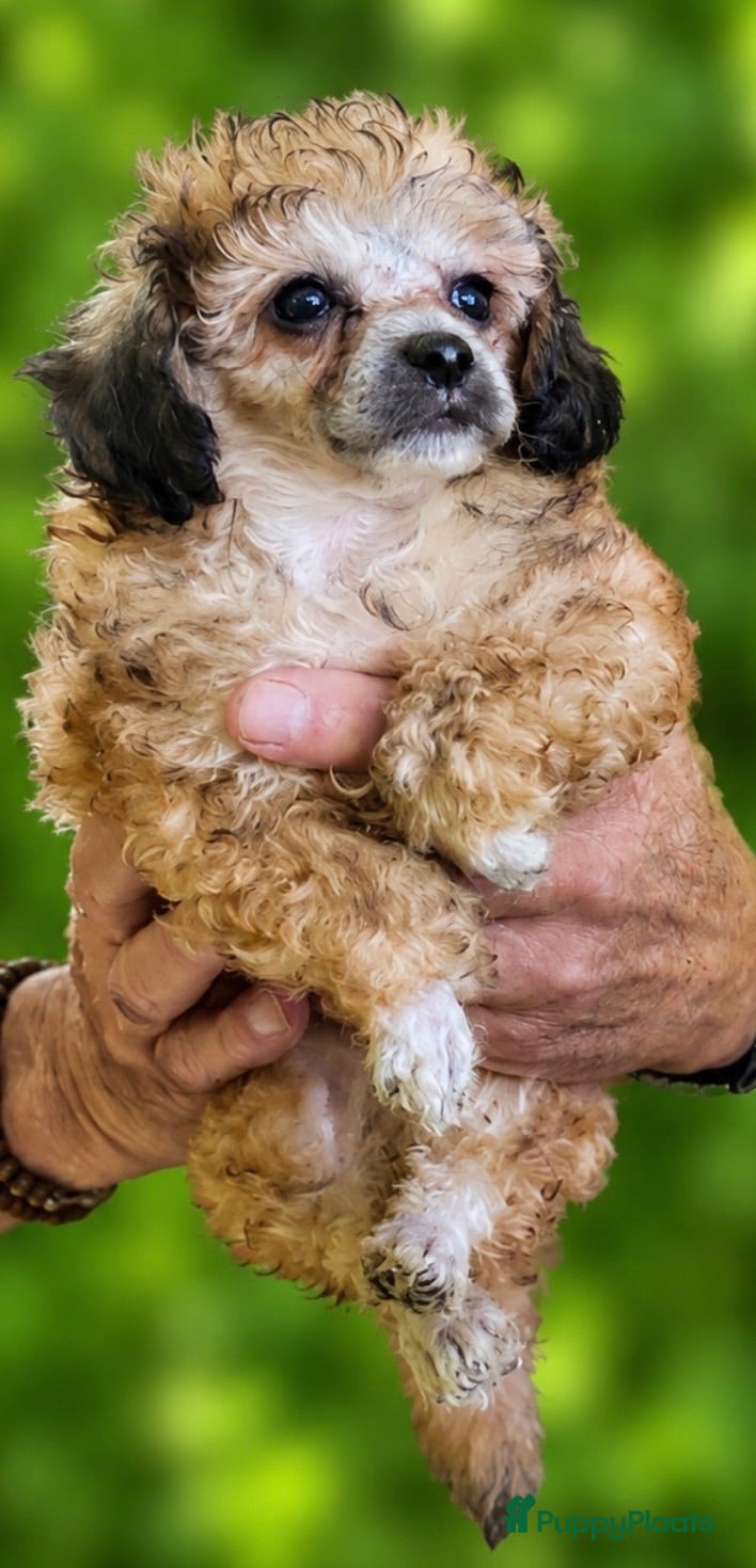 Poedel Toy honden  4  toy poedel pupjes reutjes een gereserveerd  - Advertentie 9