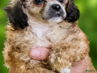 Poedel Toy honden 4 toy poedel pupjes reutjes een gereserveerd - Advertentie 9