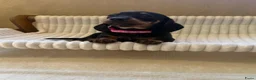 Teckel (korthaar)  honden te koop: Lieve speelse dwerg teckeltjes  - Advertentie 3