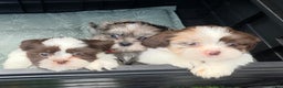 Shih Tzu honden te koop: Shih Tzu diverse kleuren , merle teefje - Advertentie 10