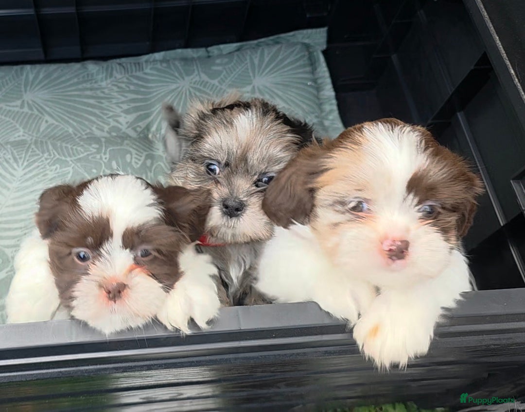 Shih Tzu honden te koop: Shih Tzu diverse kleuren , merle teefje - Advertentie 10
