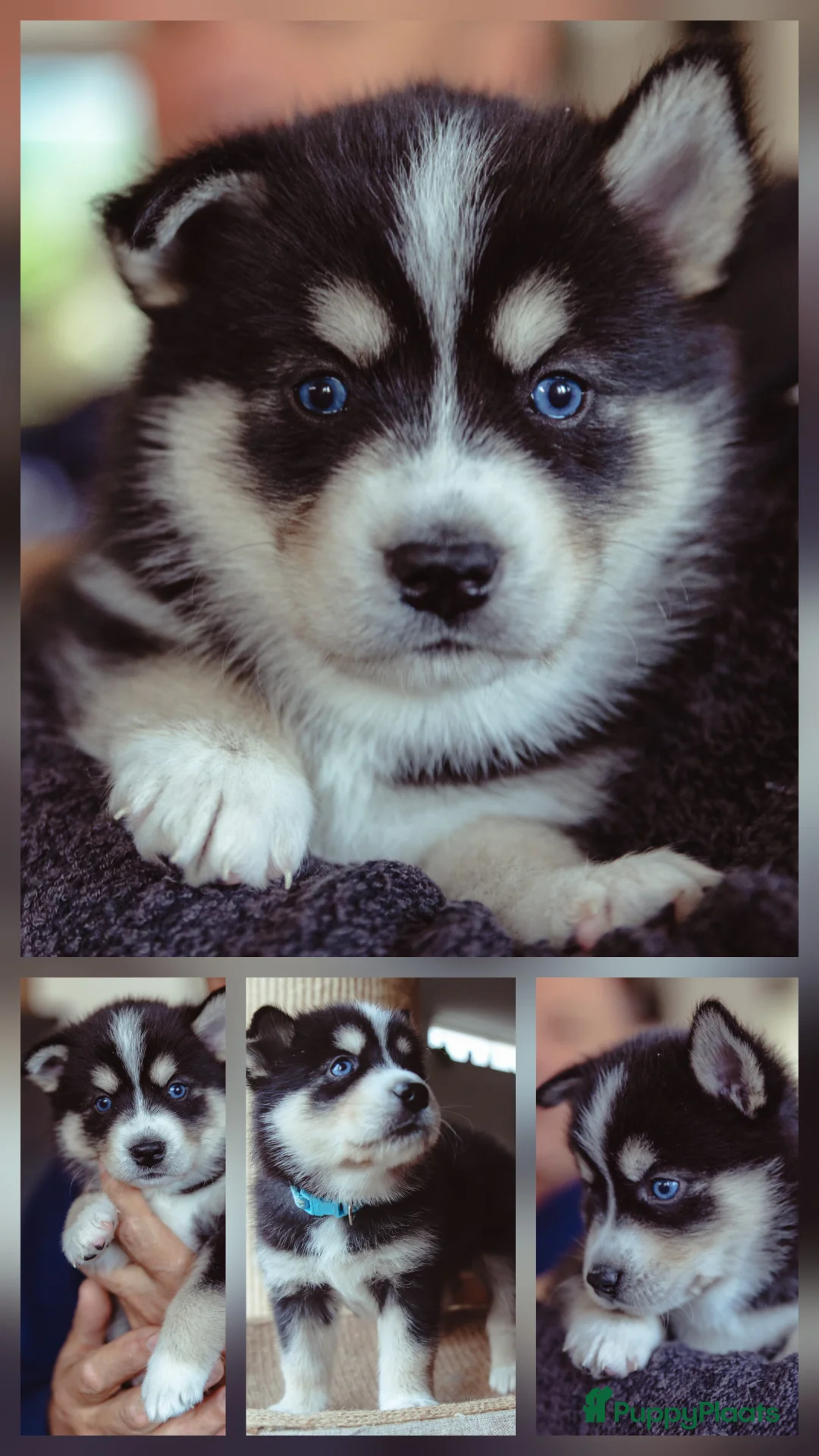 Pomsky honden te koop: Pomsky puppy's  met Husky looks - Advertentie 3