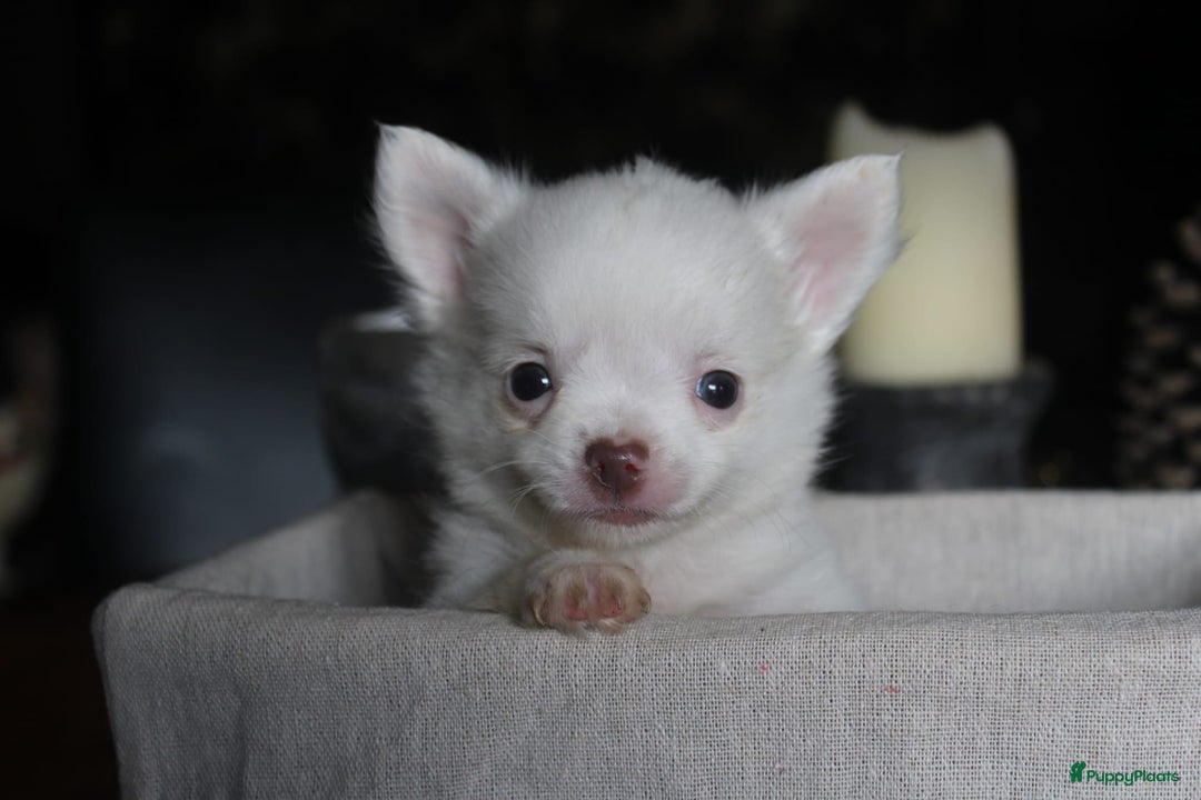 Chihuahua honden te koop: Mooi wit reutje !!! - Advertentie 7