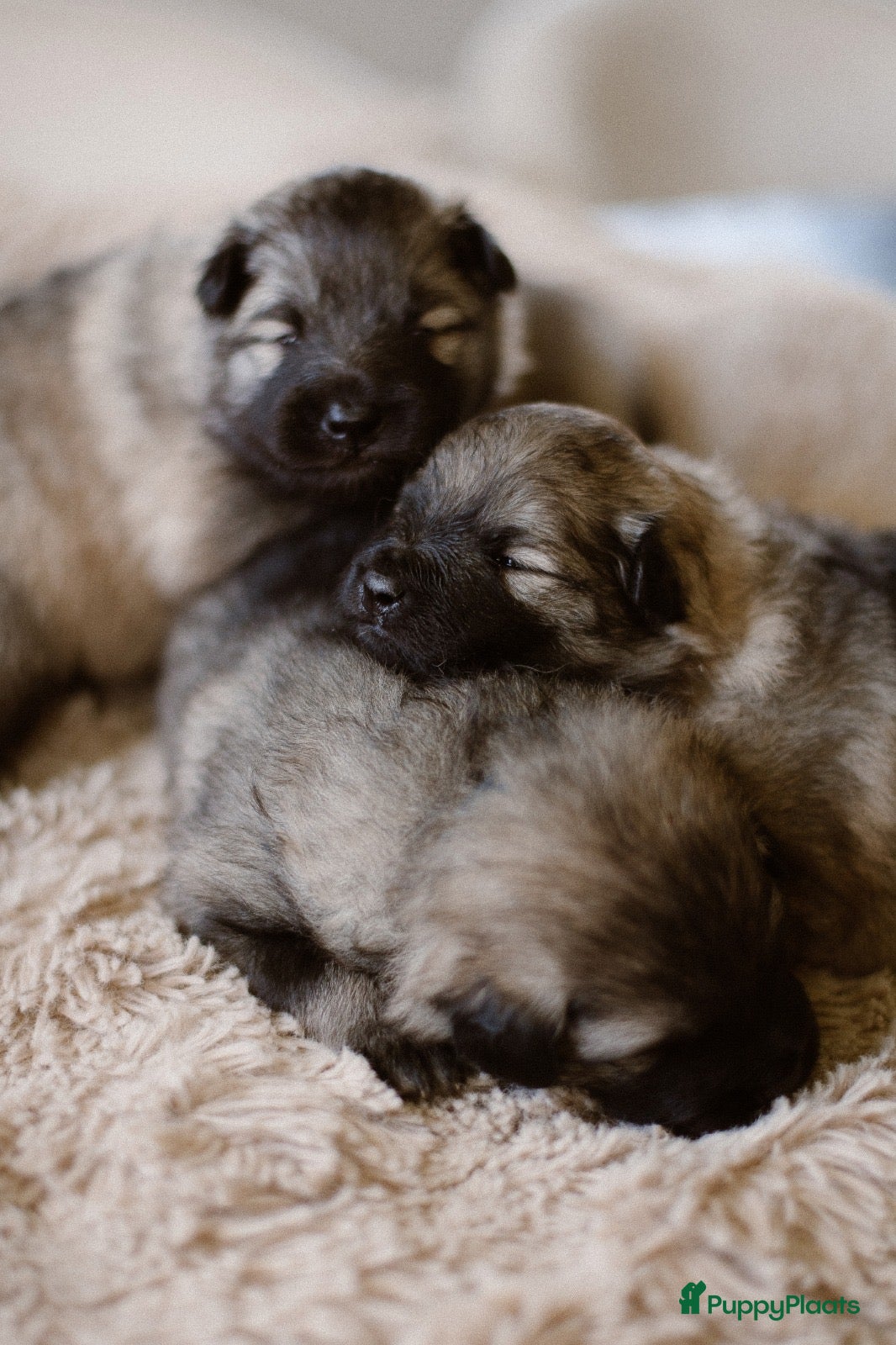 Keeshond honden Prachtige wolfsgrijze keeshond puppy’s - Advertentie 1