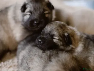Keeshond honden Prachtige wolfsgrijze keeshond puppy’s - Advertentie 14