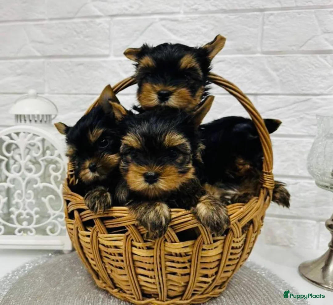 Yorkshire Terriër honden te koop:  Yorkshire Terrier puppy’s - Advertentie 5