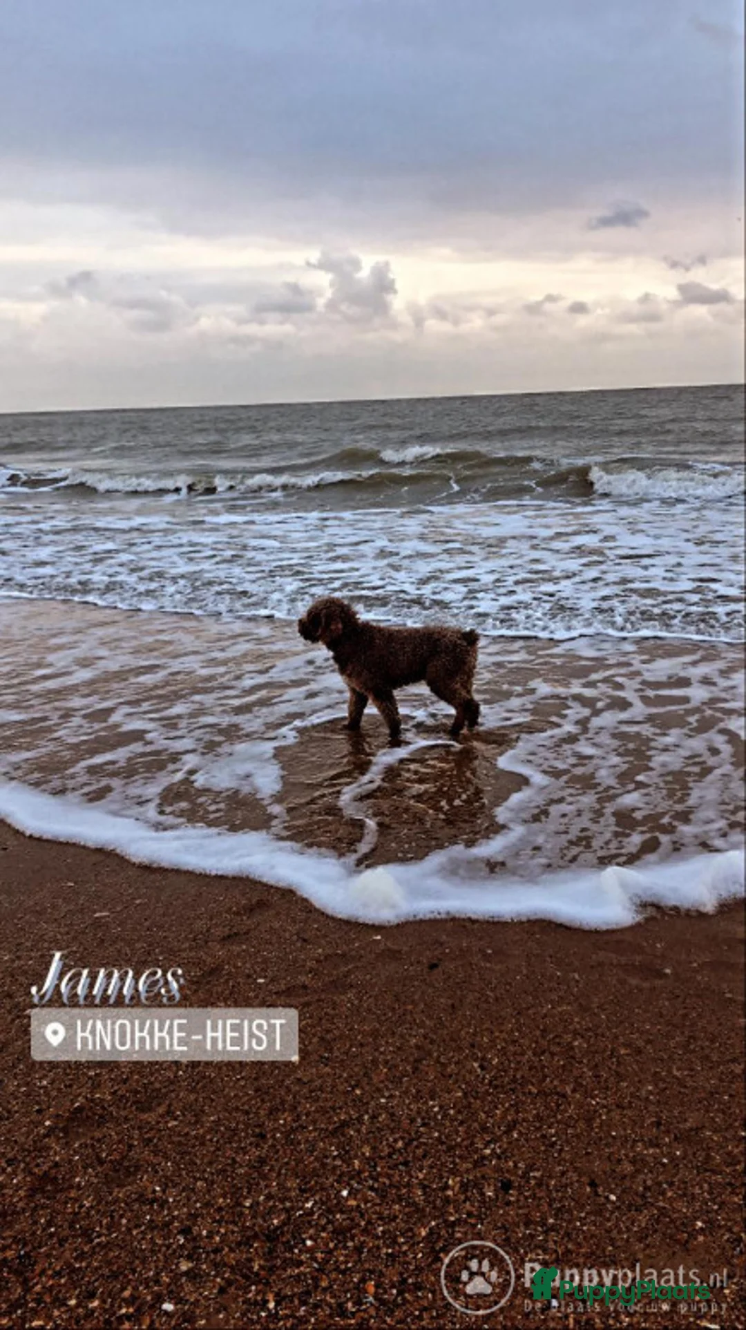 Spaanse Waterhond honden ter dekking: Spaanse Waterhond James in Zaamslag - Advertentie 4