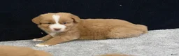 Nova Scotia Duck Tolling Retriever honden te koop: Nova Scotia Duck Tolling Retriever pups # Toller - Advertentie 5