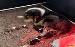 Schotse Herdershond langhaar honden te koop: Schotse Collie Pups Tricolor en Blue Merle - Afbeelding 1