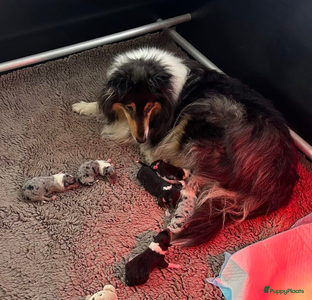 Schotse Herdershond langhaar honden te koop: Schotse Collie Pups Tricolor en Blue Merle - Afbeelding 1