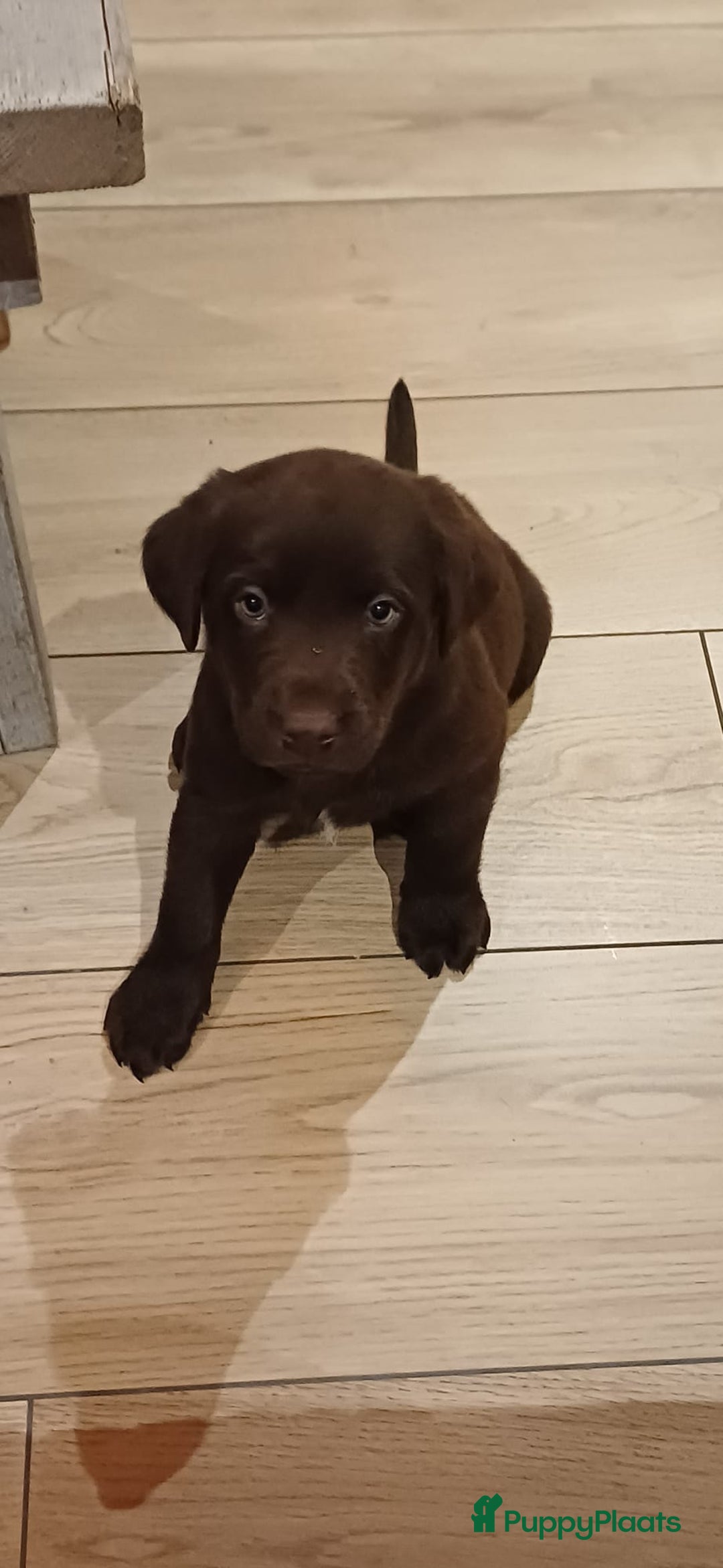 Kruising honden te koop: Super mooie bruine Labrador pups - Advertentie 6