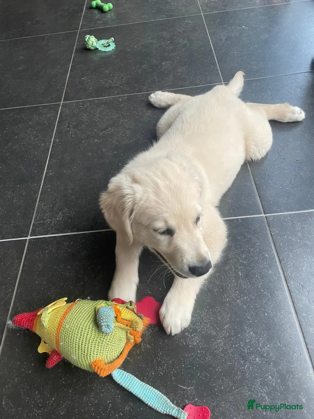Golden Retriever honden te koop: Golden retriever pup - Lucky - Advertentie 4