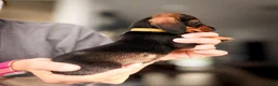 Ruwhaar Teckel honden te koop: 🌼Schattige ruwharige teckel pups🌼 - Advertentie 10
