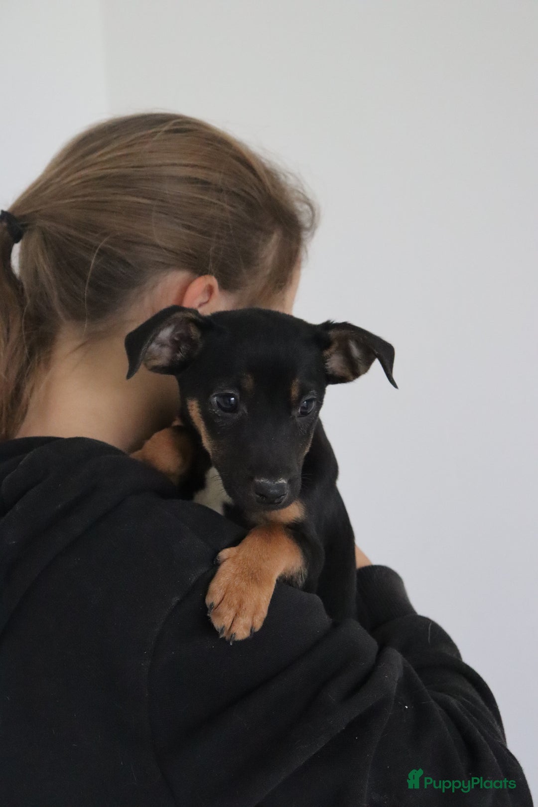 Jack Russel Terriër honden te koop: lieve Jack Russel pups  - Advertentie 22