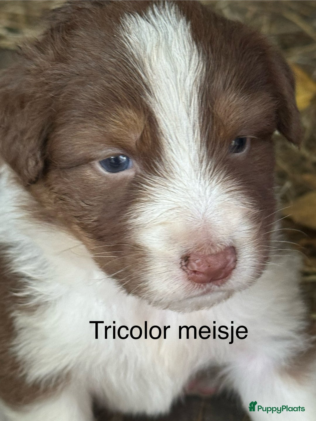 Australian Shepherd honden te koop: Raszuivere Australian Shepherd  - Afbeelding 15