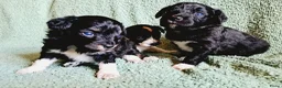 Kruising honden te koop: 3 teefjes Toy Multipoo - Advertentie 11