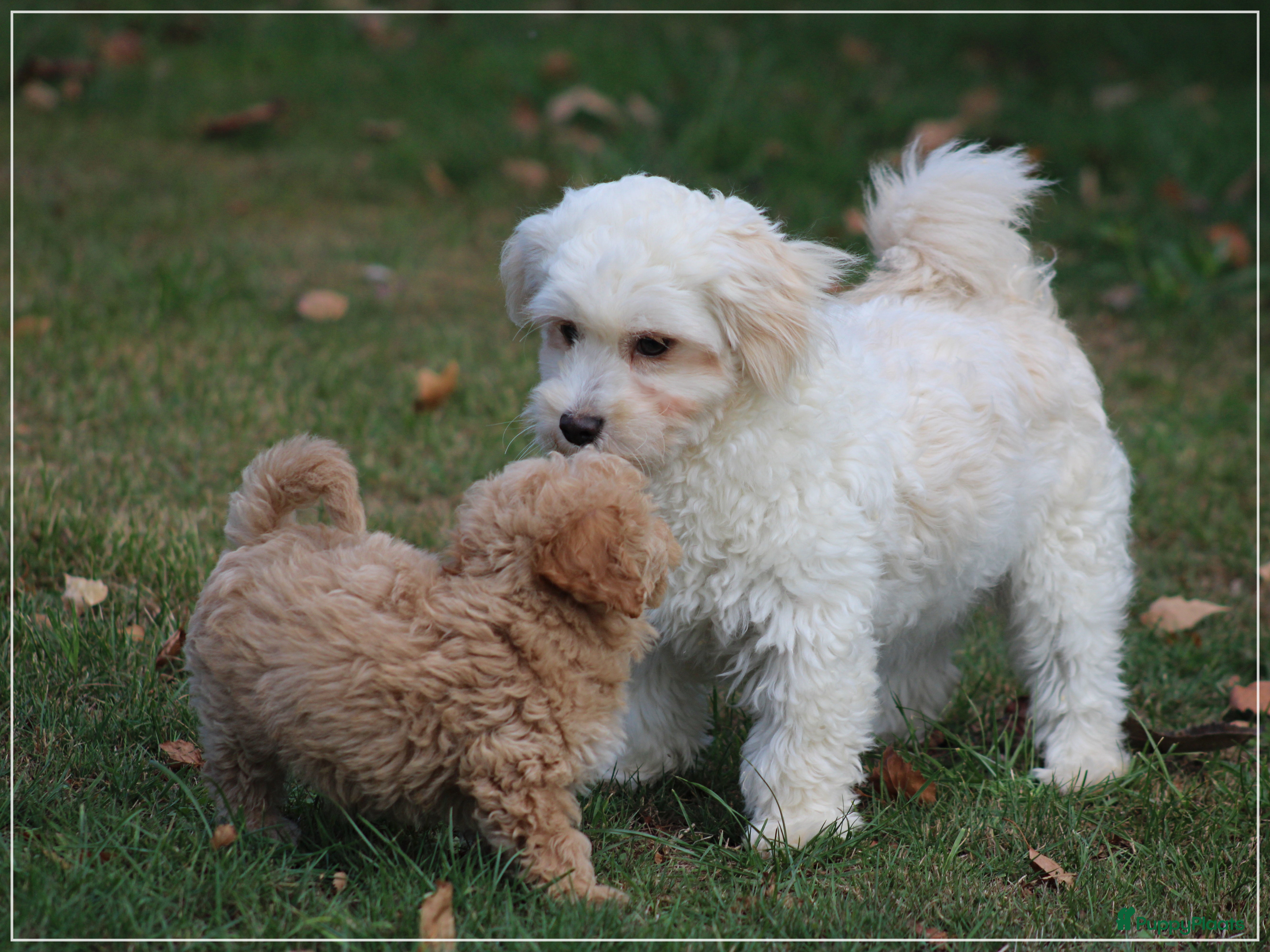 Maltipoo honden Maltipoo pups - Advertentie 2