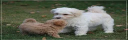 Maltipoo honden te koop: Maltipoo pups - Advertentie 2