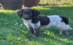 Heidewachtel honden te koop: Prachtige HeideDoodle pups in Mierlo - Afbeelding 3