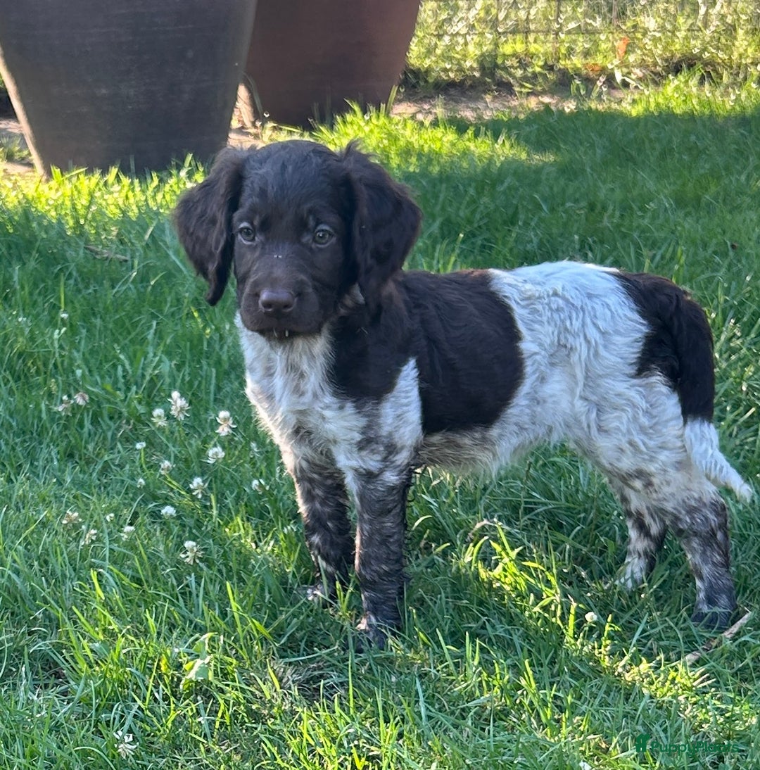 Heidewachtel honden te koop: Prachtige HeideDoodle pups in Mierlo - Afbeelding 3