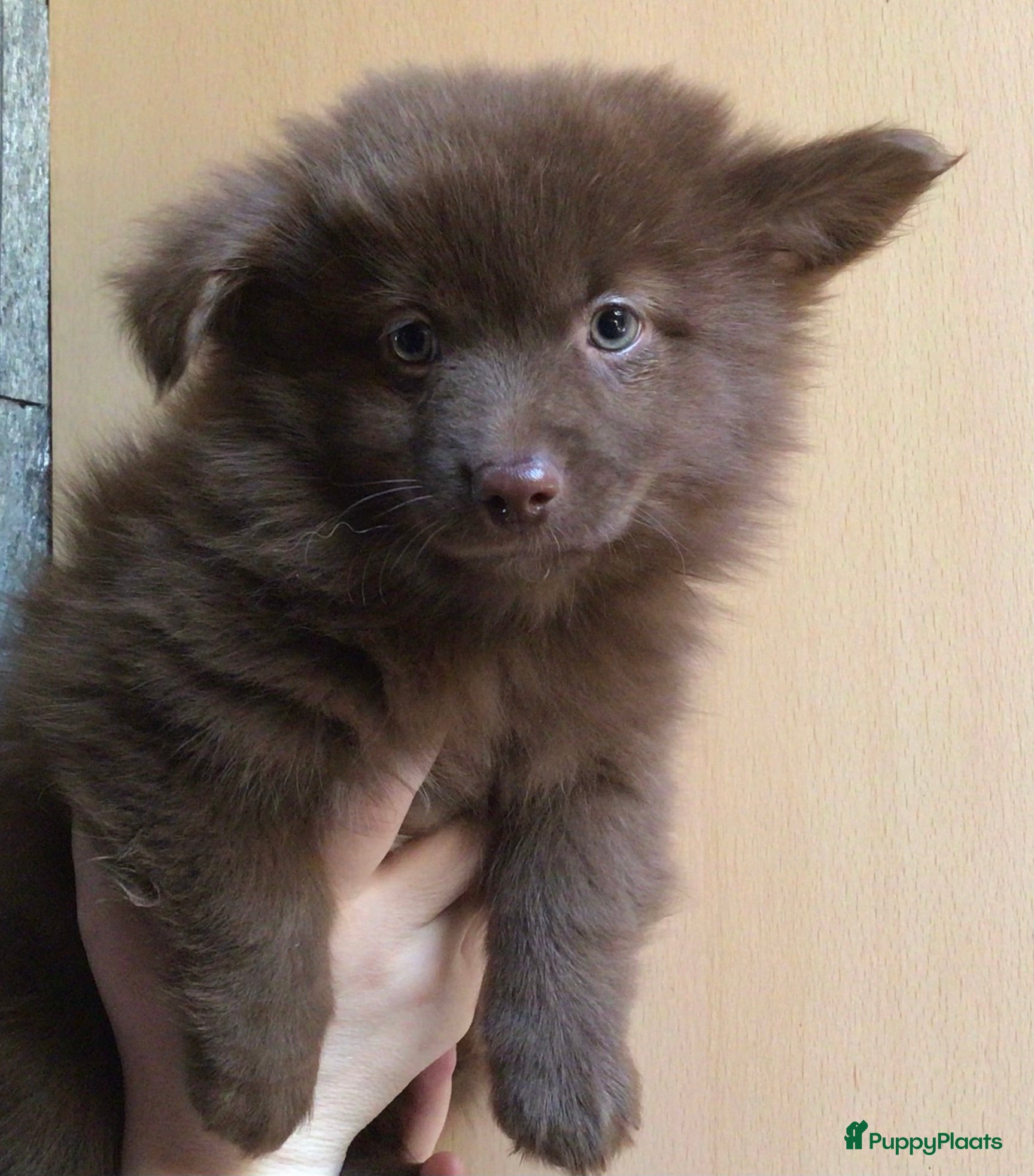 Pomchi honden Pomchi pups te koop - Advertentie 1