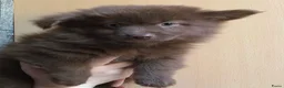 Pomchi honden te koop: Pomchi pups te koop - Advertentie 1