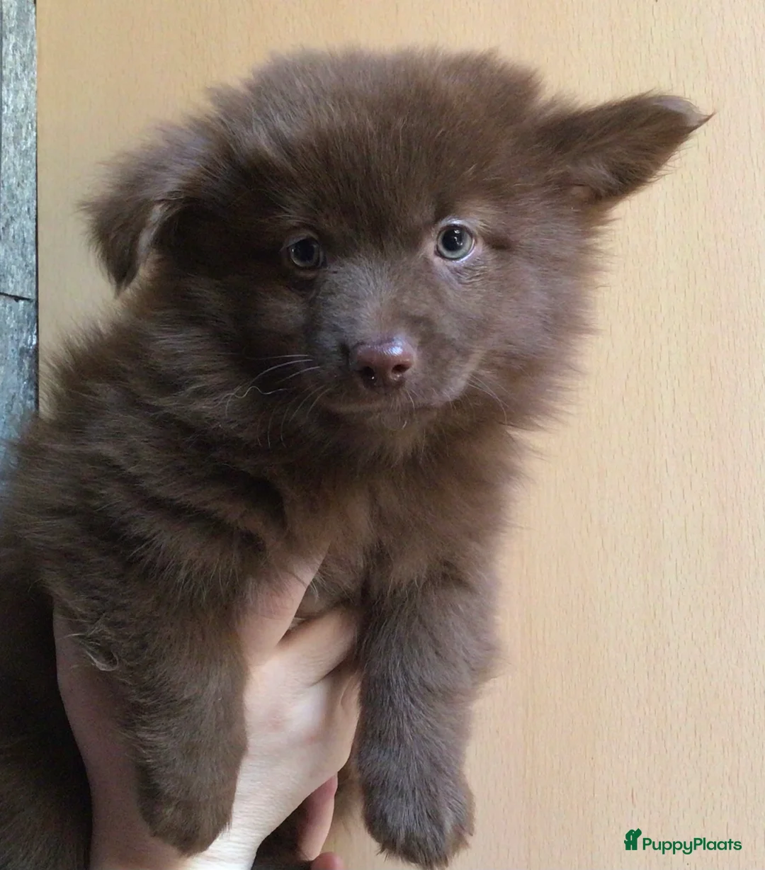 Pomchi honden te koop: Pomchi pups te koop - Advertentie 1