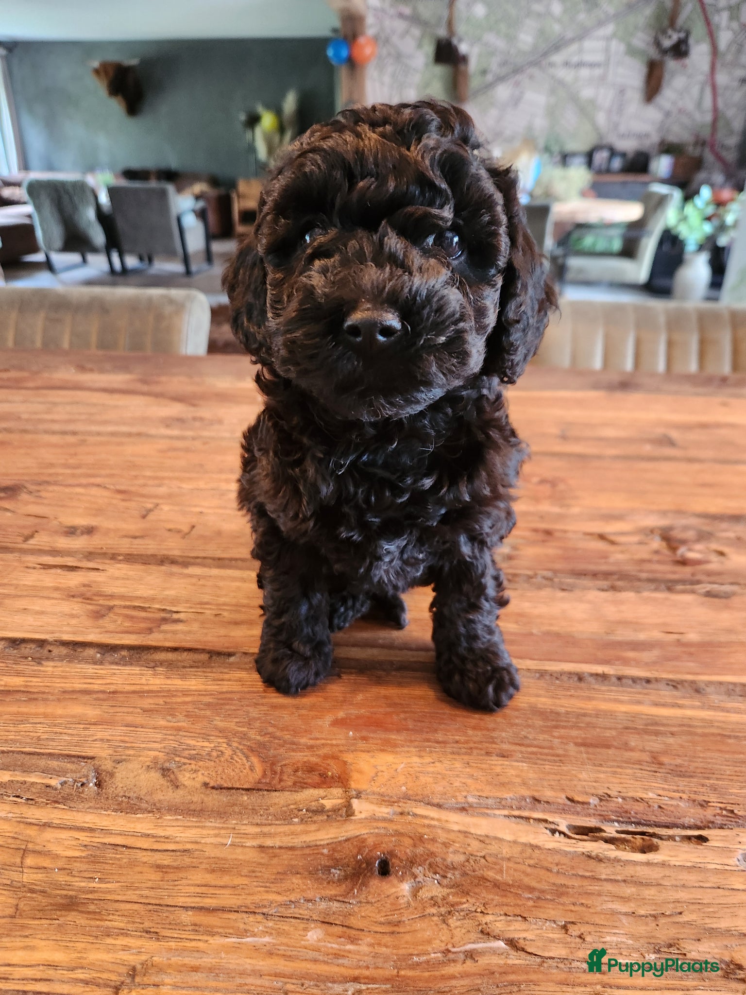 Labradoodle honden Hele mooie sheltiedoodle labradoodle pups - Advertentie 6