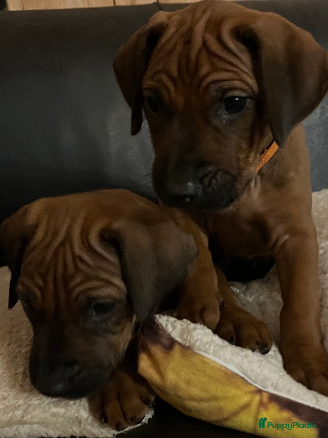 Rhodesian Ridgeback honden te koop: Rhodesian Ridgeback pups met stamboom - Advertentie 5