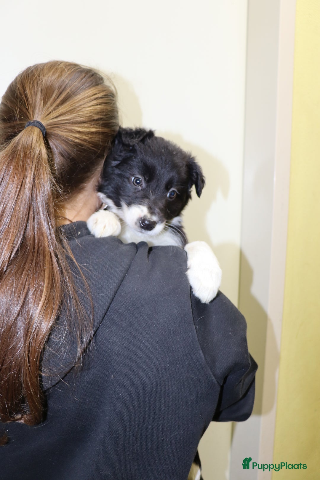 Border Collie honden te koop: Super Schattige border collie pups te koop - Advertentie 23