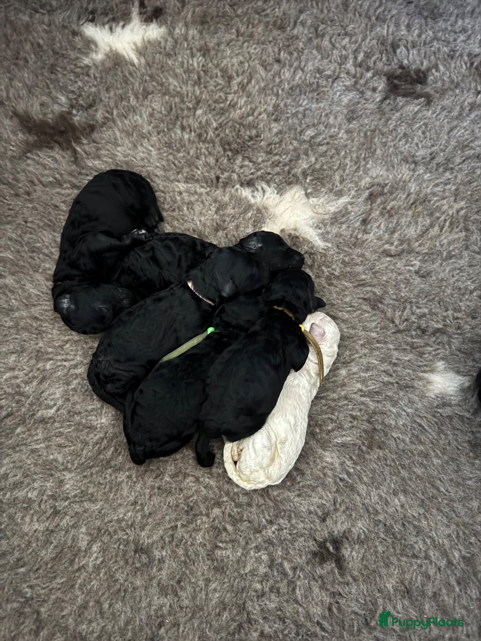 Poedel honden Grote poedel pups met fci stamboom - Advertentie 2