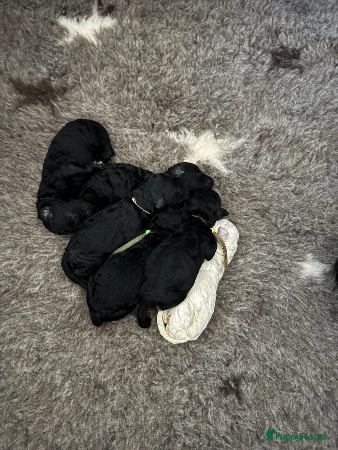 Poedel honden te koop: Grote poedel pups met fci stamboom - Advertentie 2