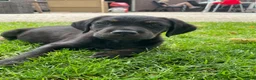 Goldador honden te koop: Kruising Labrador X Golden retriever - Advertentie 8