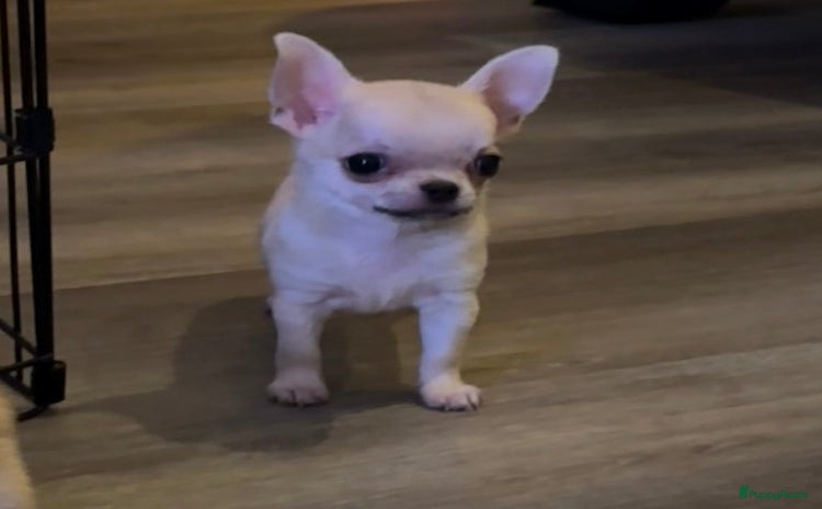 Chihuahua honden - Advertentie 15