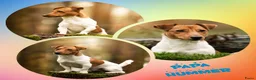 Jack Russel Terriër honden te koop: Jack russel pups - Advertentie 4
