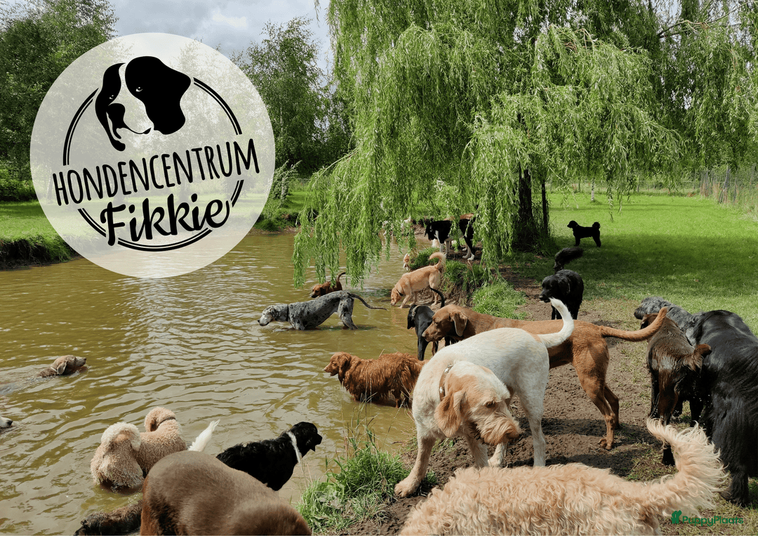 Galerij afbeelding {{count}}