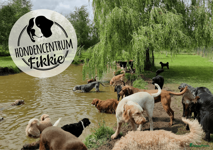 Galerij afbeelding {{count}}